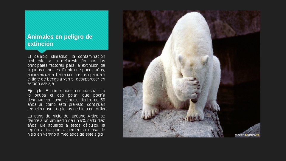 Animales en peligro de extinción El cambio climático, la contaminación ambiental y la deforestación