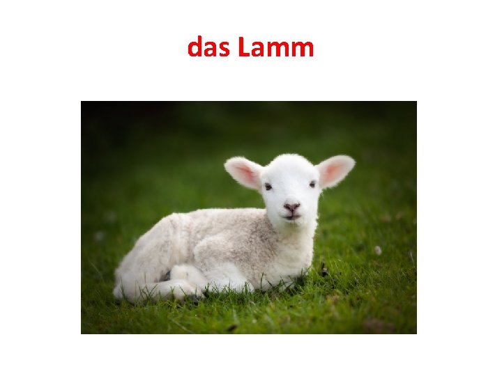 das Lamm 