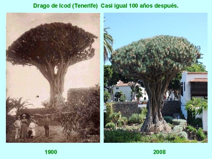 Drago de Icod (Tenerife) Casi igual 100 años después. 1900 2008 