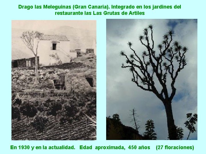 Drago las Meleguinas (Gran Canaria). Integrado en los jardines del restaurante las Las Grutas