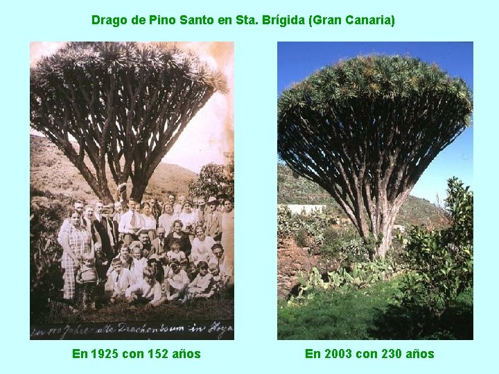 Drago de Pino Santo en Sta. Brígida (Gran Canaria) En 1925 con 152 años