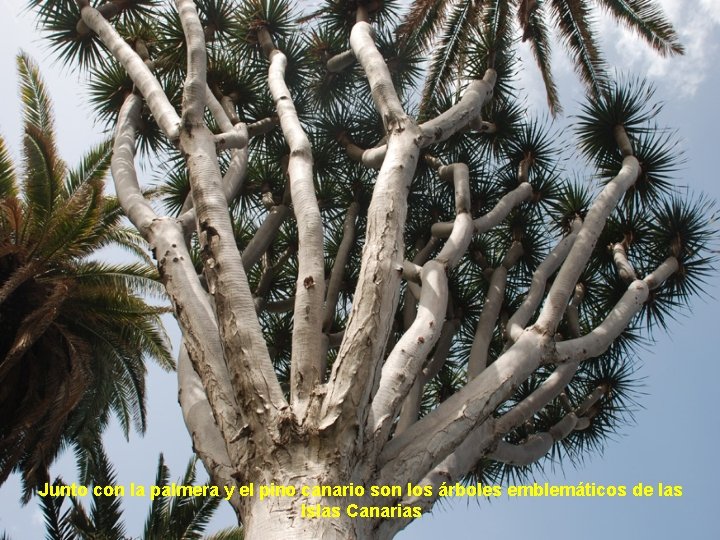 Junto con la palmera y el pino canario son los árboles emblemáticos de las