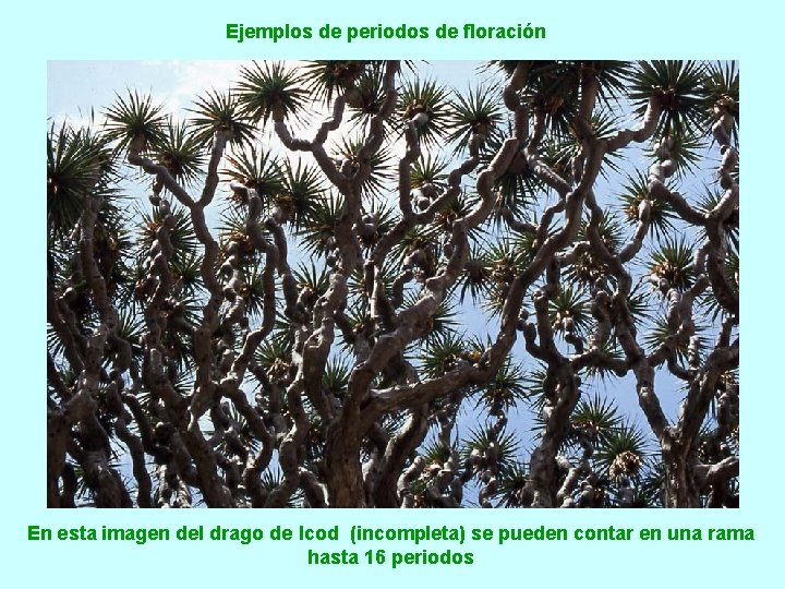 Ejemplos de periodos de floración En esta imagen del drago de Icod (incompleta) se