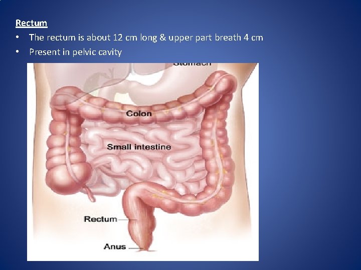 Rectum • The rectum is about 12 cm long & upper part breath 4
