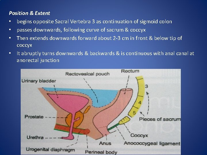 Position & Extent • begins opposite Sacral Vertebra 3 as continuation of sigmoid colon