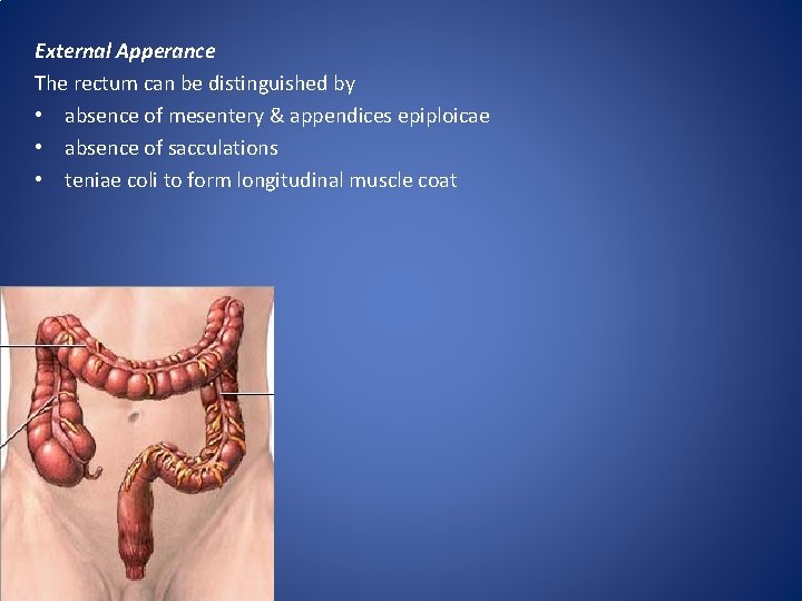 External Apperance The rectum can be distinguished by • absence of mesentery & appendices