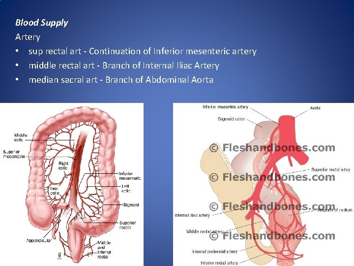 Blood Supply Artery • sup rectal art - Continuation of Inferior mesenteric artery •