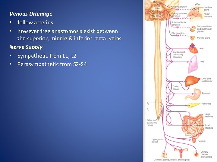 Venous Drainage • follow arteries • however free anastomosis exist between the superior, middle