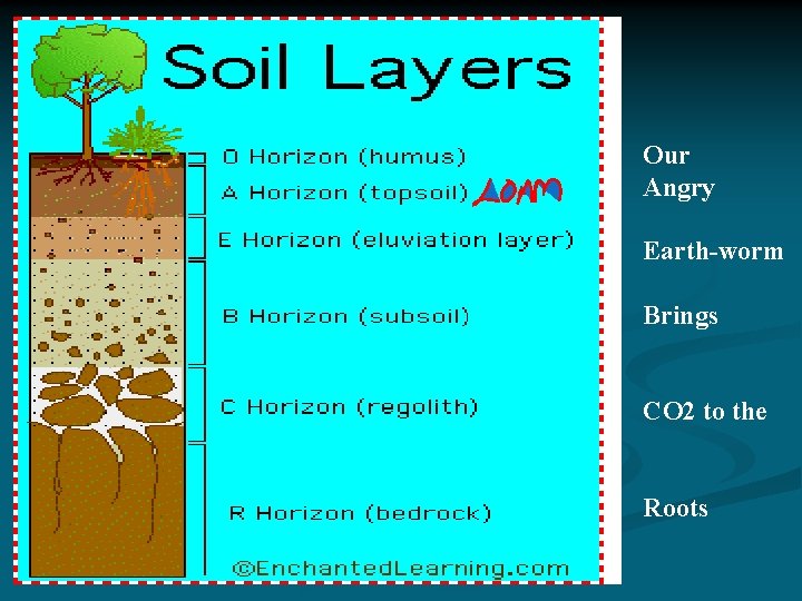 Our Angry Earth-worm Brings CO 2 to the Roots 