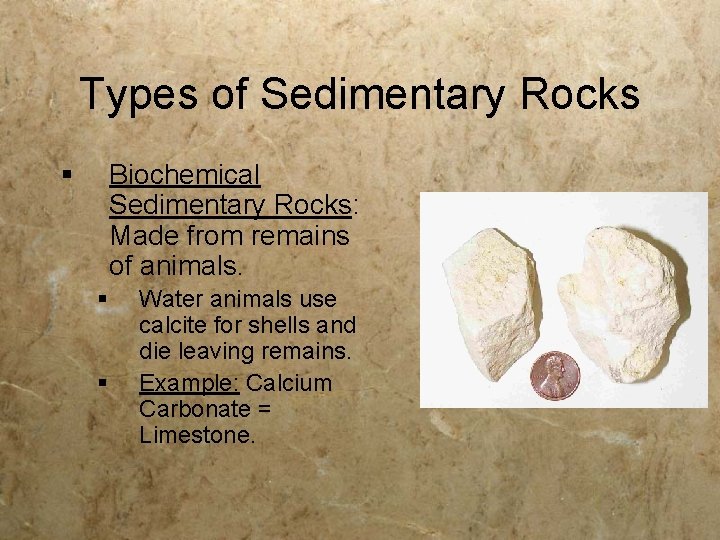 Types of Sedimentary Rocks § Biochemical Sedimentary Rocks: Made from remains of animals. §