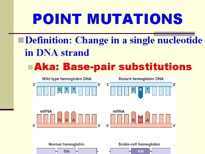 POINT MUTATIONS n Definition: Change in a single nucleotide in DNA strand n Aka: