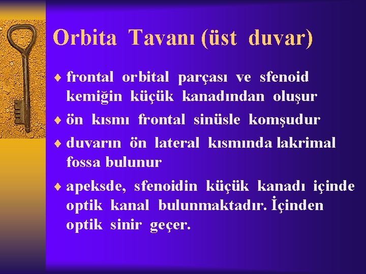 Orbita Tavanı (üst duvar) ¨ frontal orbital parçası ve sfenoid kemiğin küçük kanadından oluşur