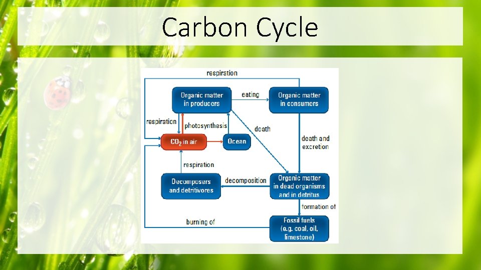 Carbon Cycle 