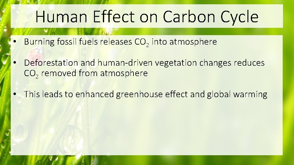 Human Effect on Carbon Cycle • Burning fossil fuels releases CO 2 into atmosphere