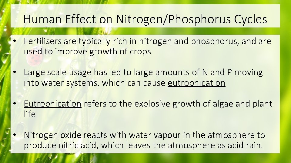 Human Effect on Nitrogen/Phosphorus Cycles • Fertilisers are typically rich in nitrogen and phosphorus,