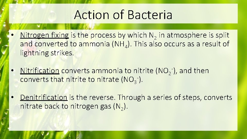 Action of Bacteria • Nitrogen fixing is the process by which N 2 in
