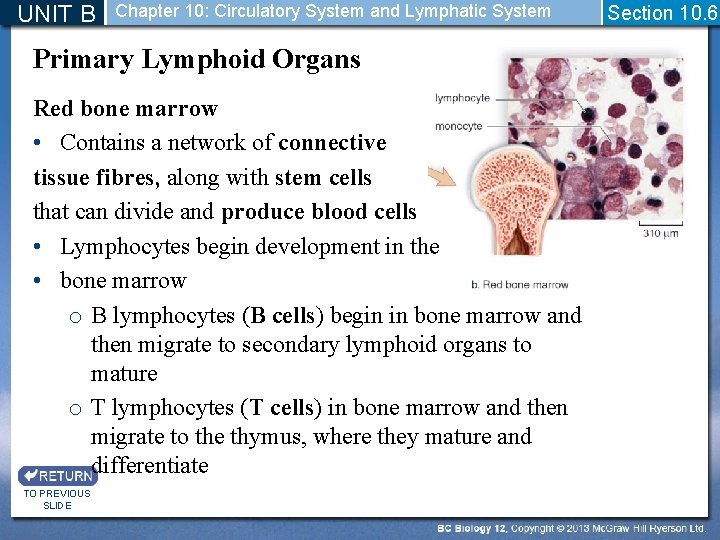 UNIT B Chapter 10: Circulatory System and Lymphatic System Primary Lymphoid Organs Red bone