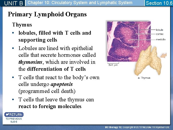 UNIT B Chapter 10: Circulatory System and Lymphatic System Primary Lymphoid Organs Thymus •