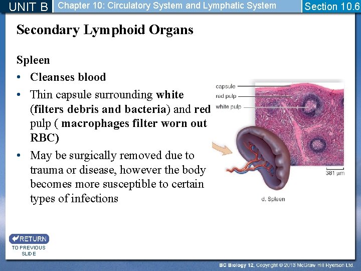 UNIT B Chapter 10: Circulatory System and Lymphatic System Secondary Lymphoid Organs Spleen •