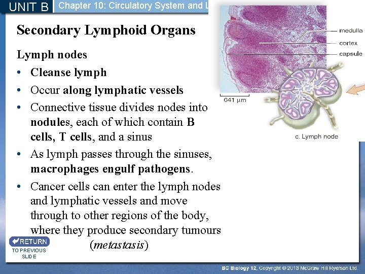 UNIT B Chapter 10: Circulatory System and Lymphatic System Secondary Lymphoid Organs Lymph nodes