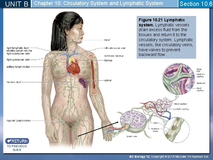 UNIT B Chapter 10: Circulatory System and Lymphatic System Section 10. 6 Figure 10.