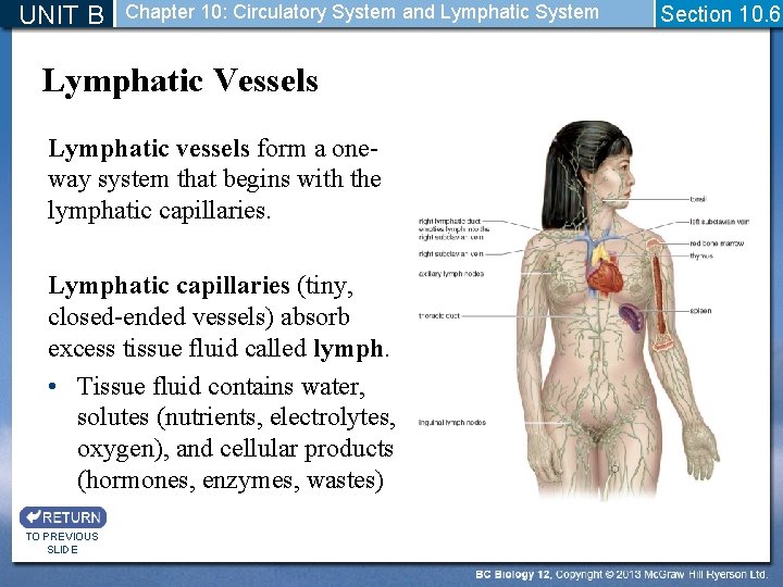 UNIT B Chapter 10: Circulatory System and Lymphatic System Lymphatic Vessels Lymphatic vessels form