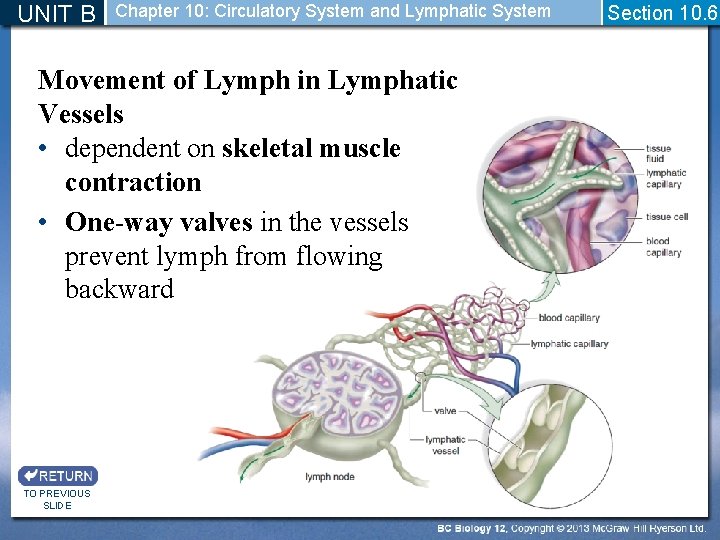 UNIT B Chapter 10: Circulatory System and Lymphatic System Movement of Lymph in Lymphatic