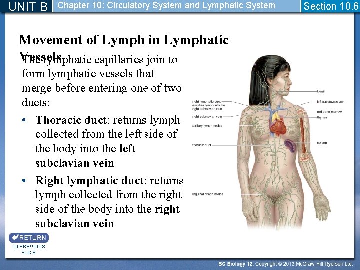 UNIT B Chapter 10: Circulatory System and Lymphatic System Movement of Lymph in Lymphatic