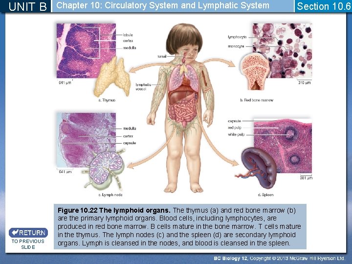 UNIT B TO PREVIOUS SLIDE Chapter 10: Circulatory System and Lymphatic System Section 10.