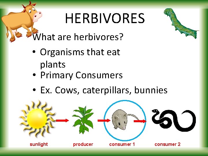 HERBIVORES What are herbivores? • Organisms that eat plants • Primary Consumers • Ex.