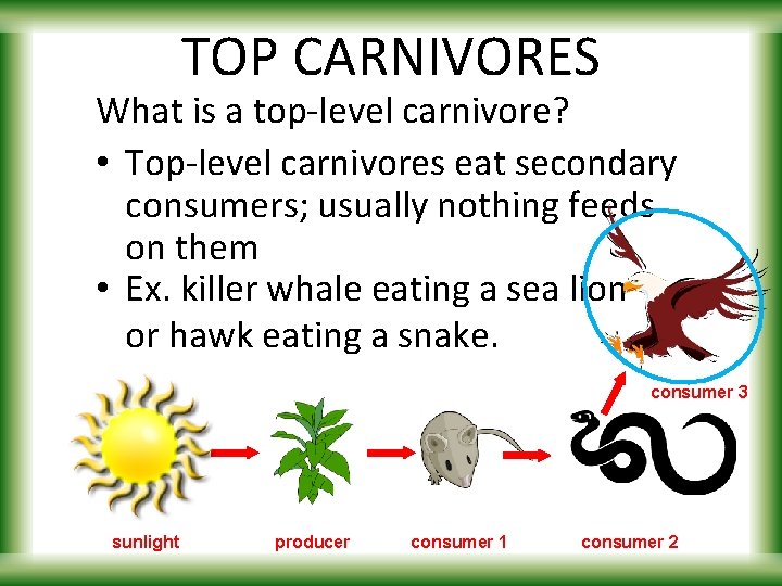 TOP CARNIVORES What is a top-level carnivore? • Top-level carnivores eat secondary consumers; usually
