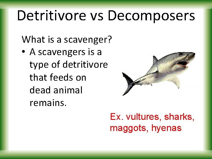 Detritivore vs Decomposers What is a scavenger? • A scavengers is a type of