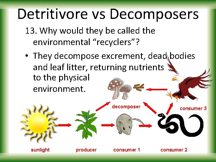 Detritivore vs Decomposers 13. Why would they be called the environmental “recyclers”? • They