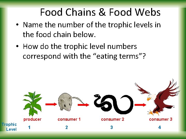 Food Chains & Food Webs • Name the number of the trophic levels in