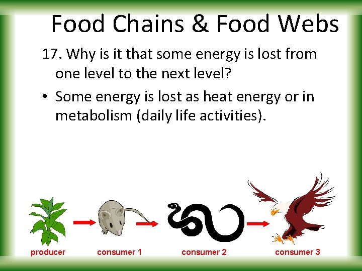 Food Chains & Food Webs 17. Why is it that some energy is lost