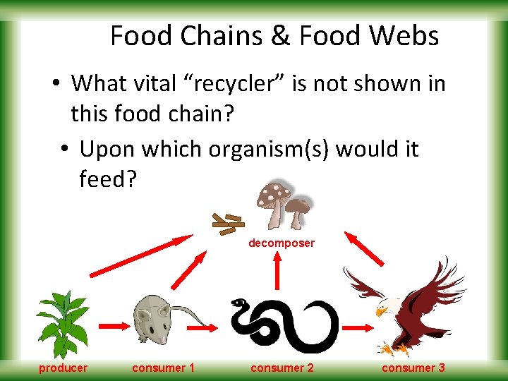 Food Chains & Food Webs • What vital “recycler” is not shown in this