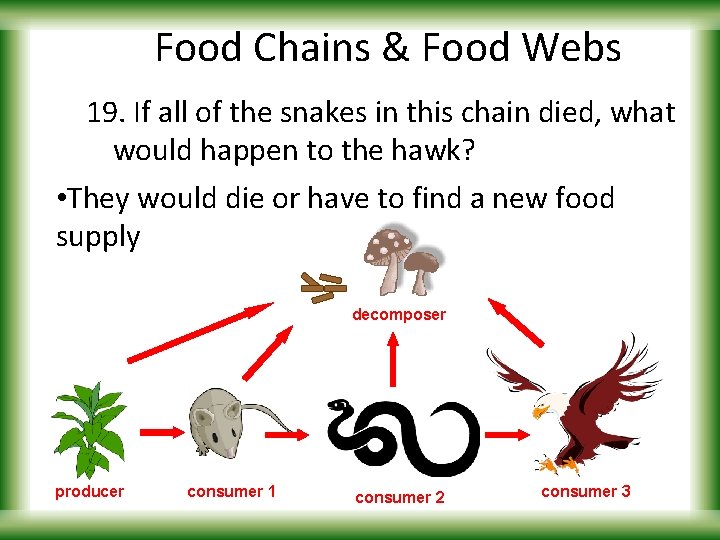 Food Chains & Food Webs 19. If all of the snakes in this chain