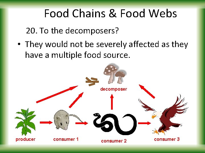 Food Chains & Food Webs 20. To the decomposers? • They would not be