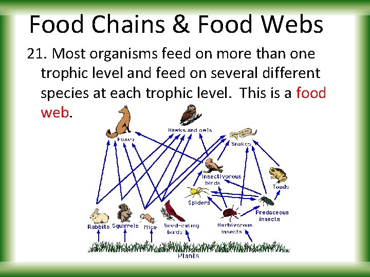 Food Chains & Food Webs 21. Most organisms feed on more than one trophic
