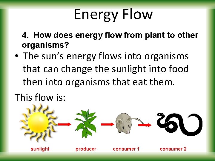 Energy Flow 4. How does energy flow from plant to other organisms? • The