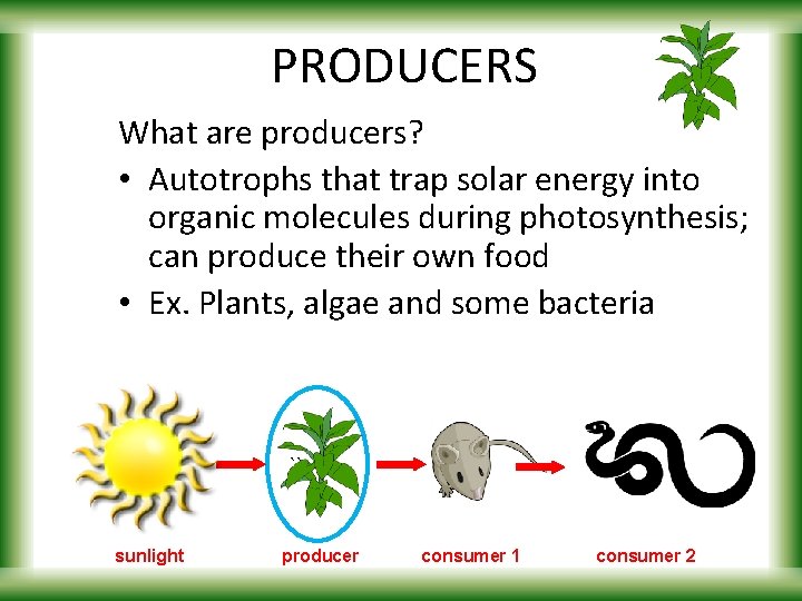 PRODUCERS What are producers? • Autotrophs that trap solar energy into organic molecules during