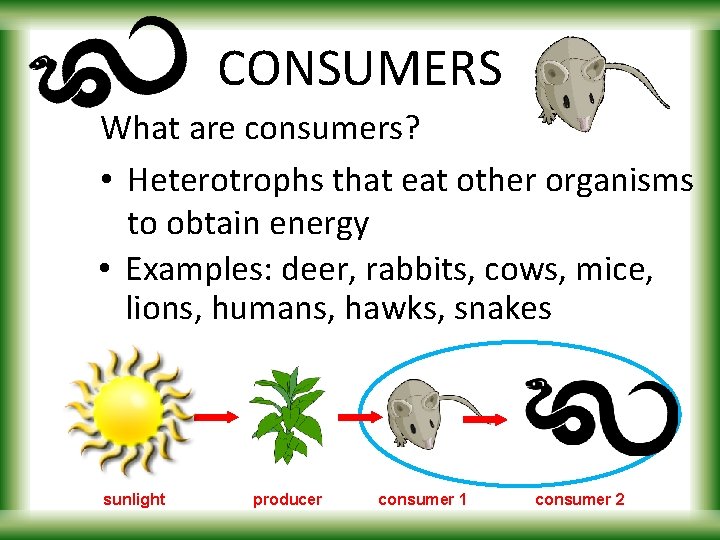 CONSUMERS What are consumers? • Heterotrophs that eat other organisms to obtain energy •