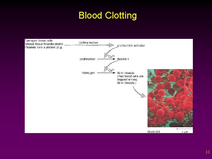 Blood Clotting 11 