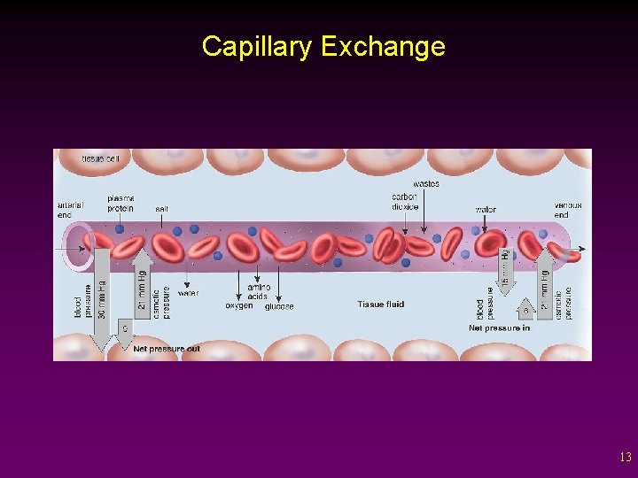 Capillary Exchange 13 