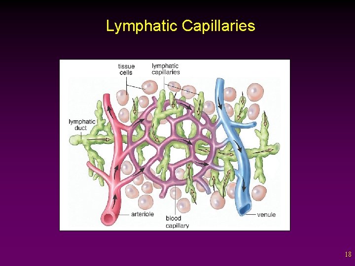 Lymphatic Capillaries 18 