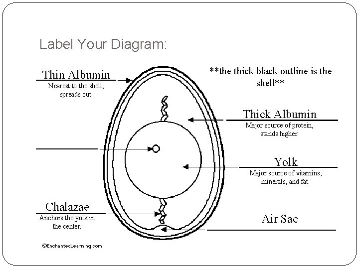 Label Your Diagram: Thin Albumin Nearest to the shell, spreads out. **the thick black