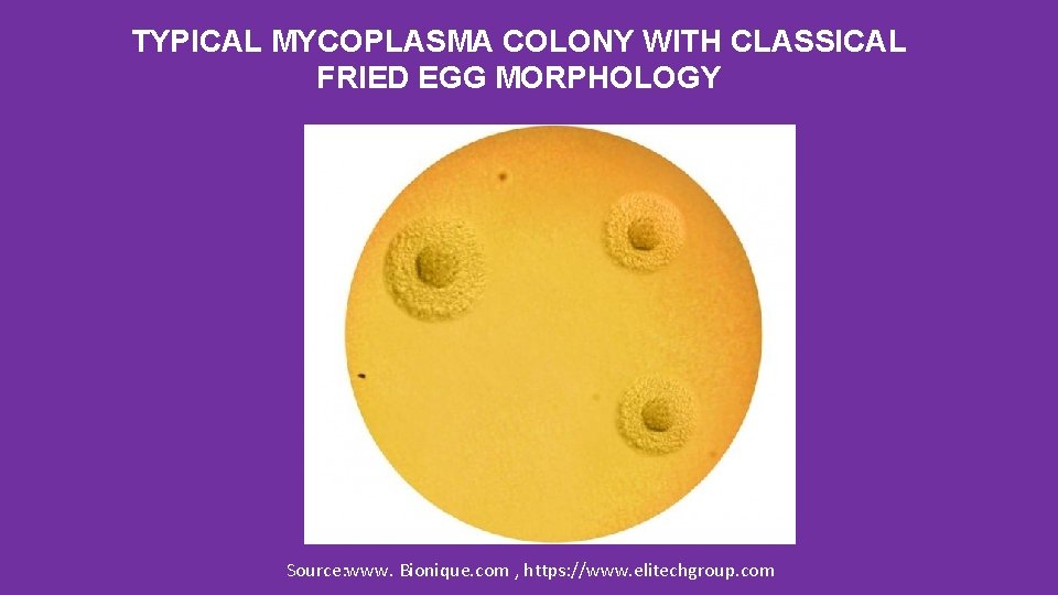 TYPICAL MYCOPLASMA COLONY WITH CLASSICAL FRIED EGG MORPHOLOGY Source: www. Bionique. com , https: