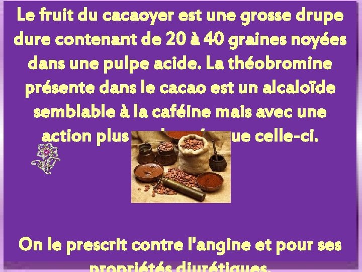 Le fruit du cacaoyer est une grosse drupe dure contenant de 20 à 40