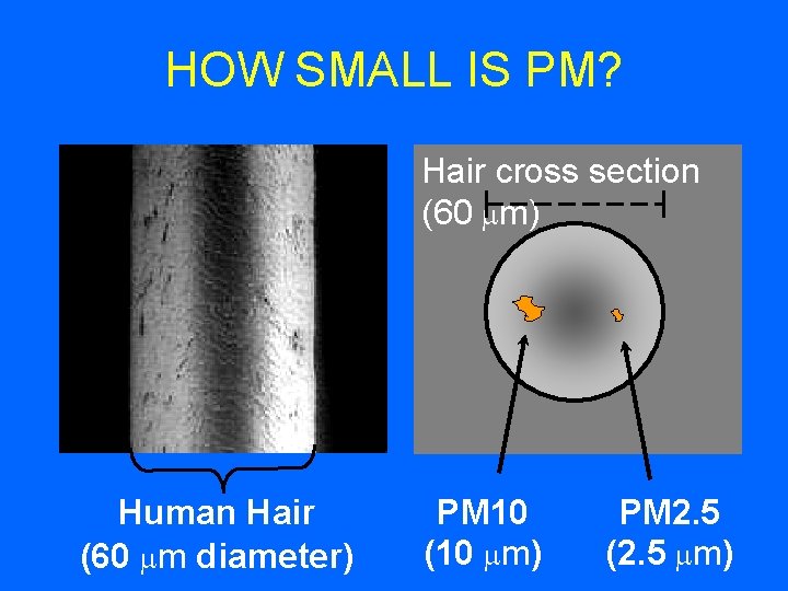 HOW SMALL IS PM? Hair cross section (60 m) Human Hair (60 m diameter)