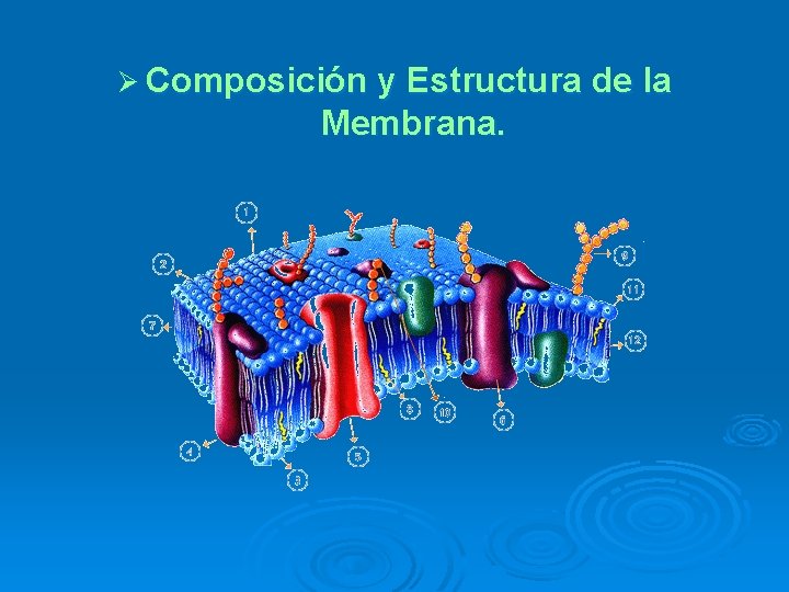 Ø Composición y Estructura de la Membrana. 